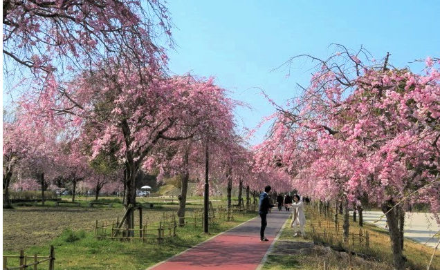 下松スポーツ公園の桜 下松市