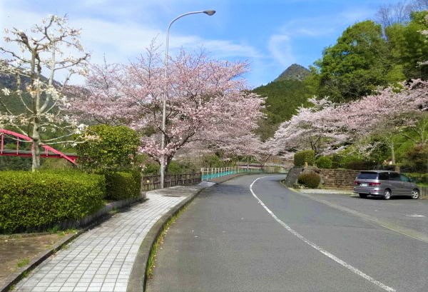 さくら街道 美和街道 2021 (岩国市)